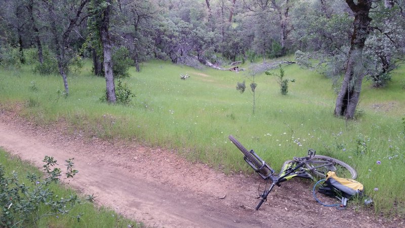 Beautiful meadows on Mule Mountain Trail