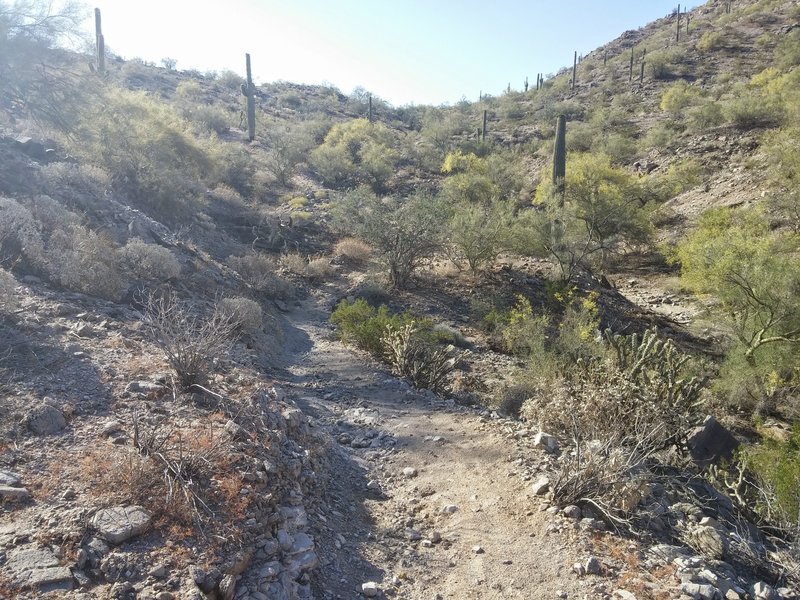 Toothaker Trail, between the cactus