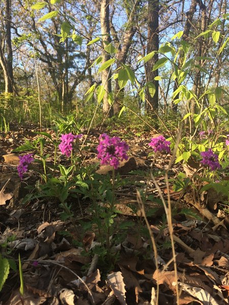 Spring blooms along the Orange Trail