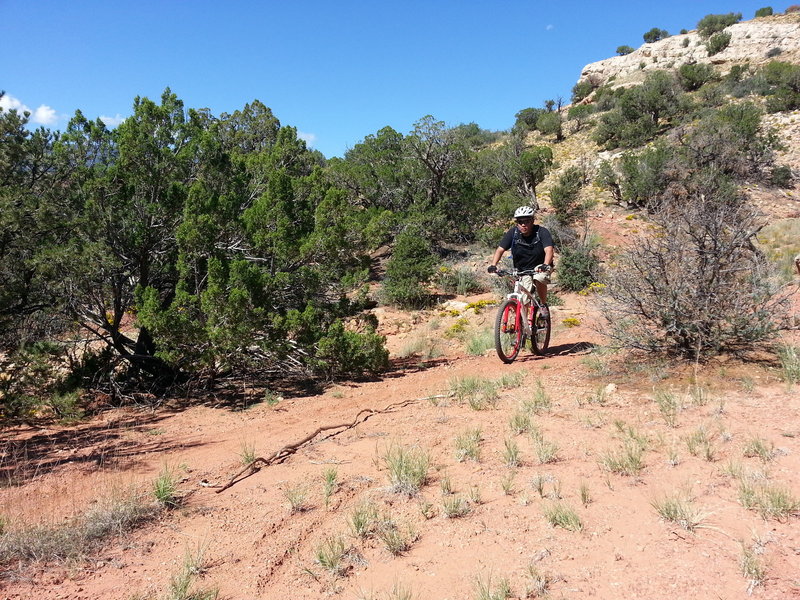 Riding through the cedar trees.