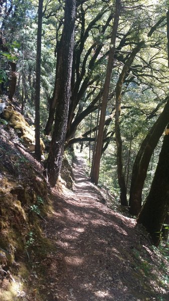 Narrow, shaded and great scenery!  On the South Yuba Trail