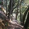 Narrow, shaded and great scenery!  On the South Yuba Trail