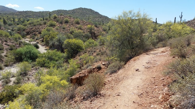 View looking south along side a creek bed.