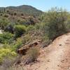 View looking south along side a creek bed.