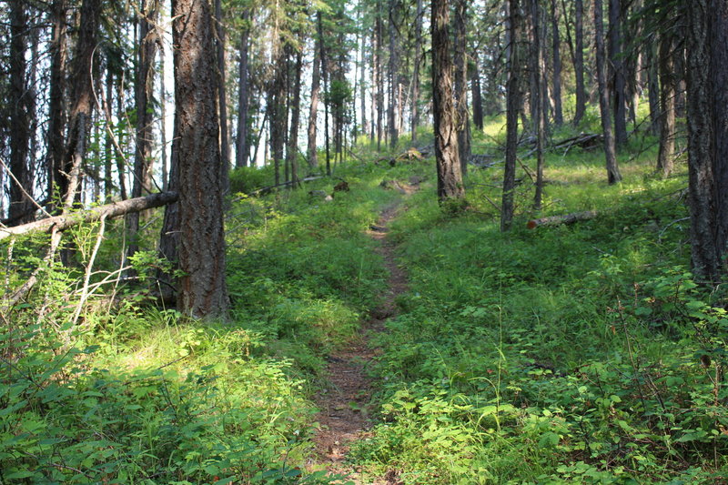 Baldy Mountain Trail