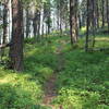 Baldy Mountain Trail