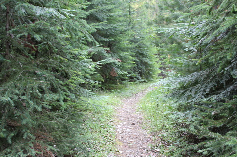 End of the Redtop Mountain Trail, heading toward the Redtop Creek campground