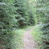 End of the Redtop Mountain Trail, heading toward the Redtop Creek campground