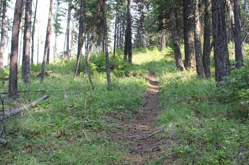 Some of the great singletrack toward the end of Timber Mountain Trail