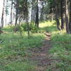 Some of the great singletrack toward the end of Timber Mountain Trail