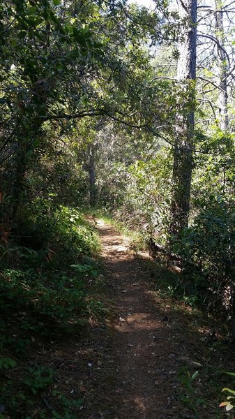 Ridgeline singletrack