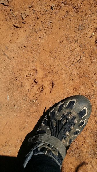 I have a size 13 foot.  Paw print was huge and claw marks were clearly visible.  Area was soft mud that had hardened preserving the track very well.