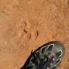 I have a size 13 foot.  Paw print was huge and claw marks were clearly visible.  Area was soft mud that had hardened preserving the track very well.