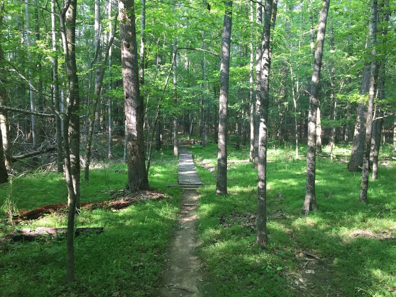 Second Long bridge over muddy section.