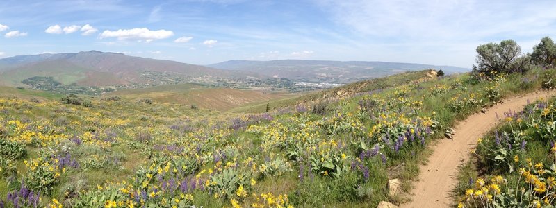 Flowers in bloom on the Homestead Trail