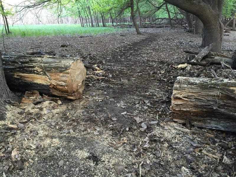 Trail C runs right through this huge old cottonwood tree.