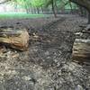 Trail C runs right through this huge old cottonwood tree.