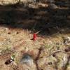 Brilliant red flower, size and shape of a pine cone?  What is it?