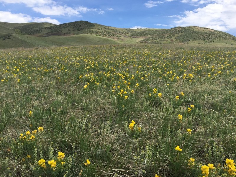 Loved all the wild flowers!  On the Rooney Valley Trail