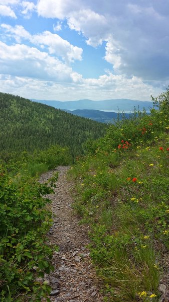 View out to Flathead Valley, near Wolf Creek