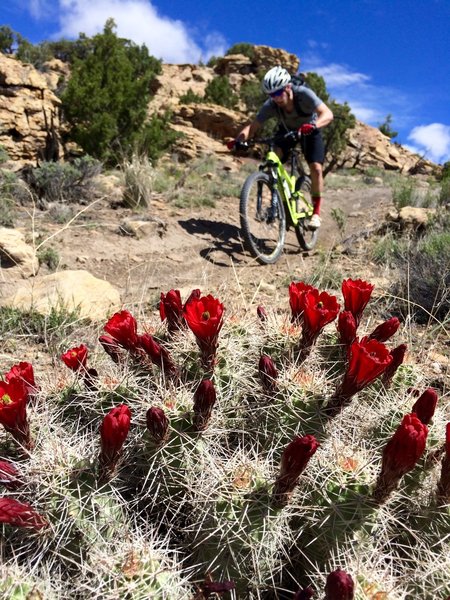 May flowers on the Overlook Trail