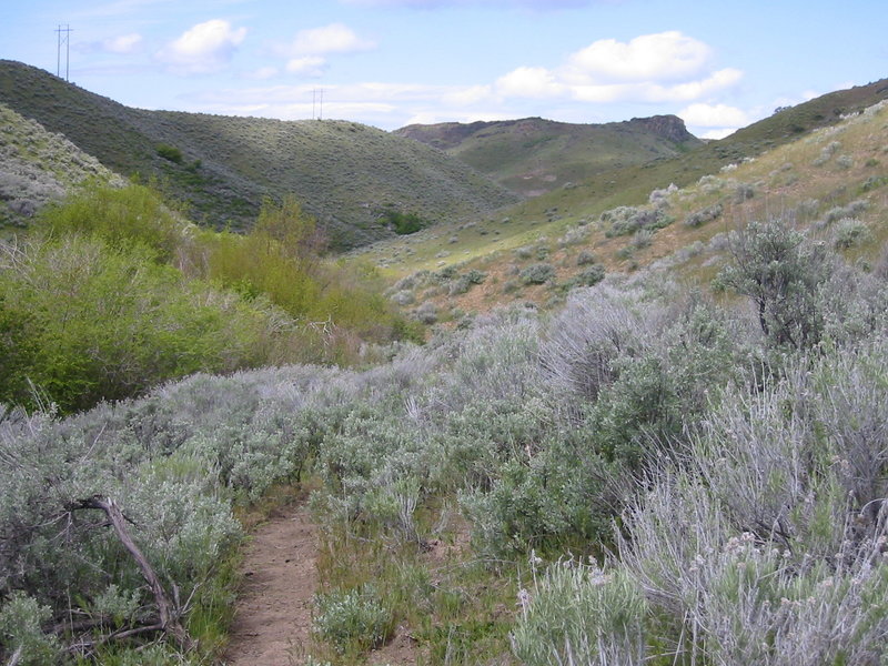 Sweet singletrack on Connie