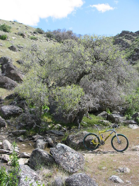 Scraggly trees and classic rides.  On the Sweet Sweet Connie Trail.