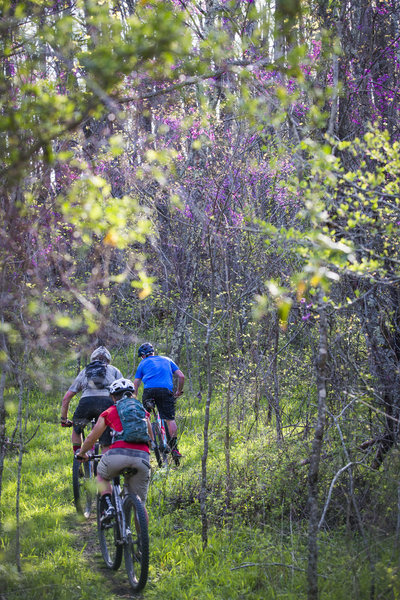 Making the connection to Sidewinder trail from Azalea Falls trail.