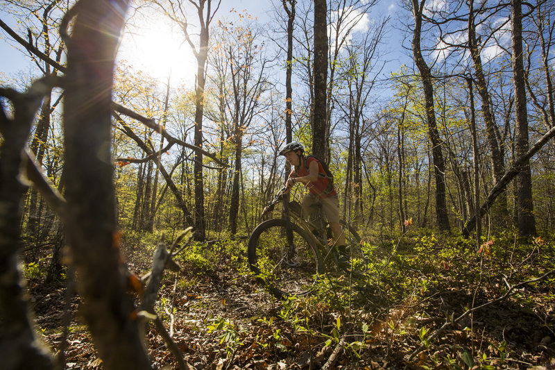 Flowing singletrack can be found on South Bench Loop trail.