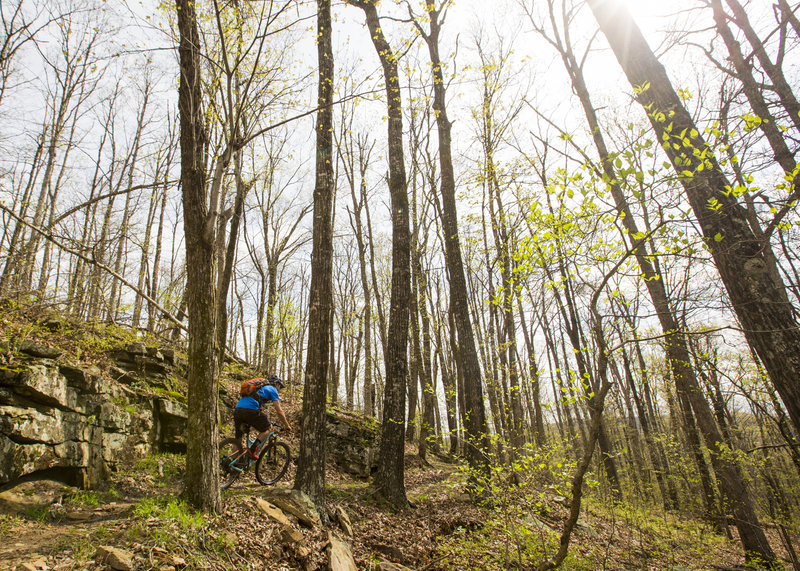 Big trees and rocky cliff bands on the upper reaches of Fire Tower Loop trail.