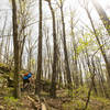 Big trees and rocky cliff bands on the upper reaches of Fire Tower Loop trail.