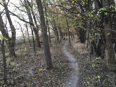 Hedgerow out and back