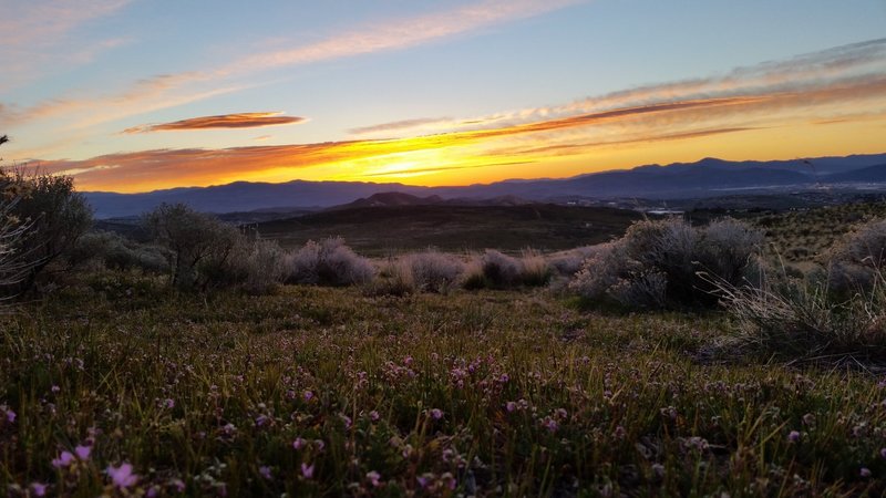 Peavine in spring at sunrise