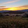 Peavine in spring at sunrise