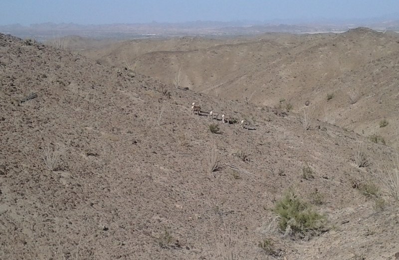 Desert bighorn sheep