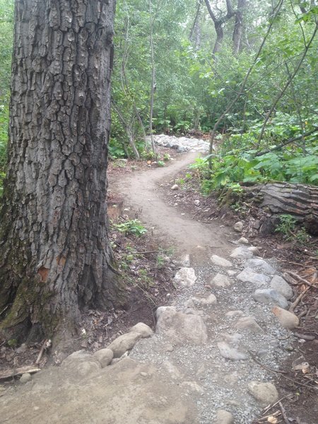 Rock Garden among the cottonwoods on the Tech Trail at Palmer Bike Park.