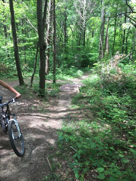 Optional log rollers on North Loop