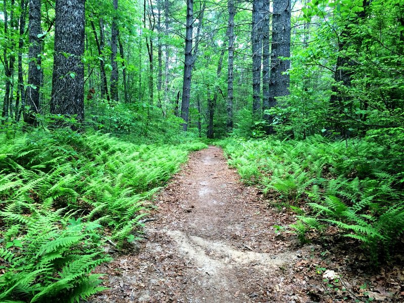 Lush fern beds along the Little River Trail