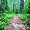 Lush fern beds along the Little River Trail