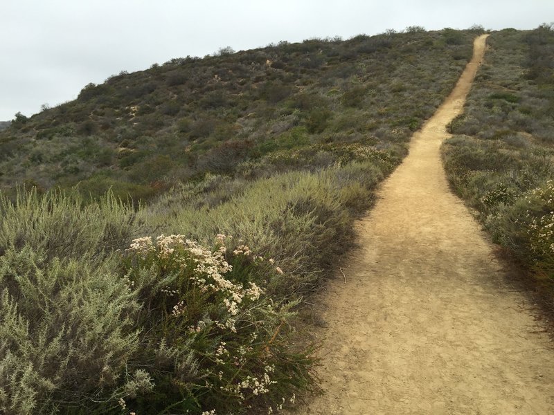 Climbing up Big Bend Trail at LCWP. It's steeper than it looks!