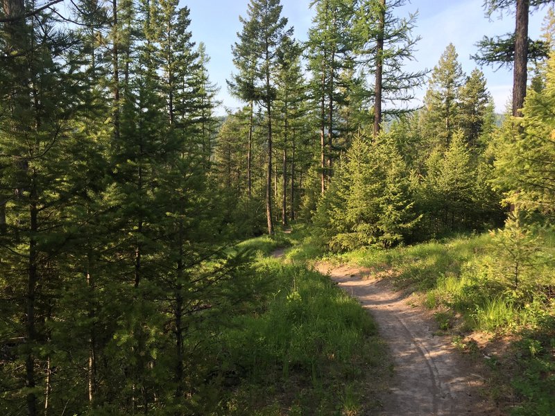 Looking down Direct Trail just South of the Family Trail intersection.