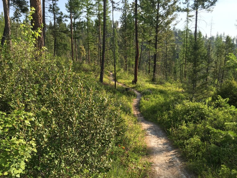 Beginning of the Chase Trail descent.