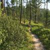 Beginning of the Chase Trail descent.