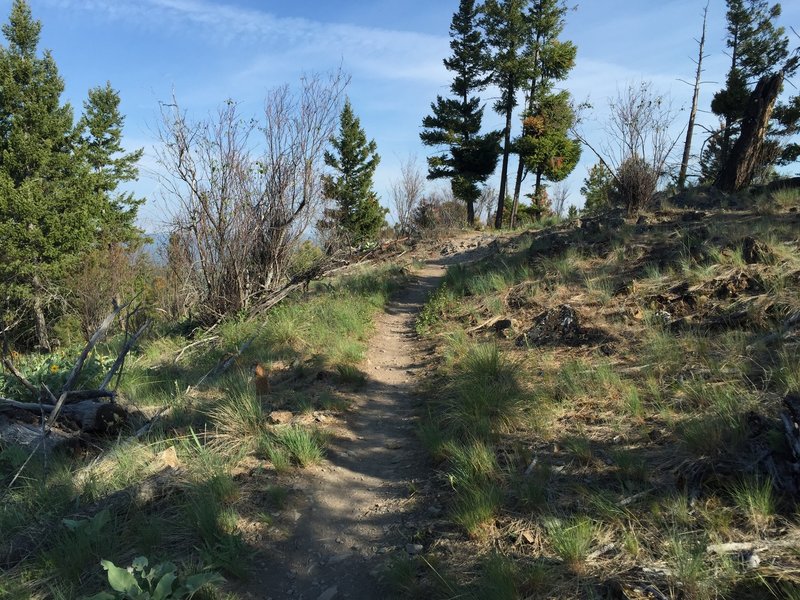 The end of the switchbacks as you ascend the Overlook Trail, one simple rock pile to clear.