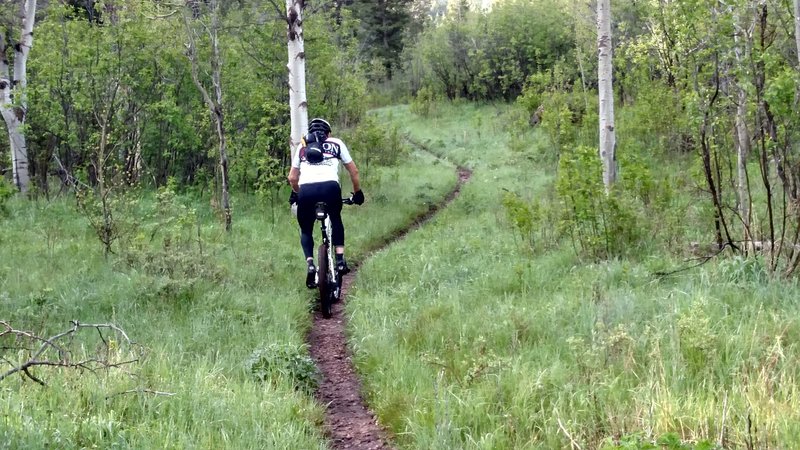 Climbing Ricks canyon.  Early spring after the rains.