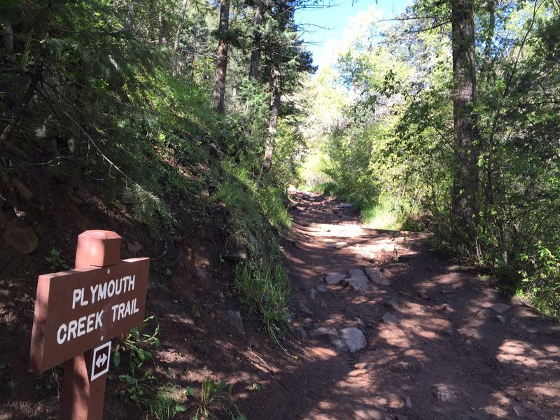 Junction of Meadowlark (hikers only) trail and Plymouth Creek trail.