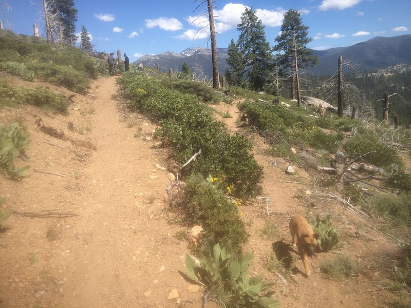 Upper Trail leads to Tahoe Mountain Loop Trail; Lower Trail continues on the Burnout Trail