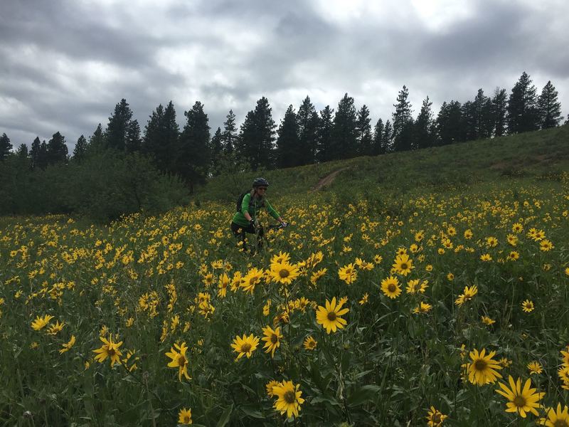 The Buck Lake Trail in early June