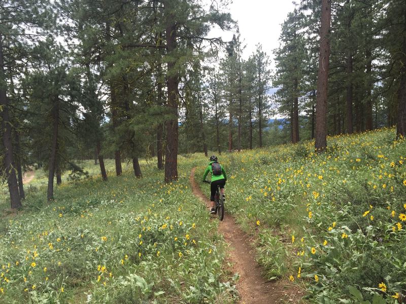 Singletrack through fields of wildflowers