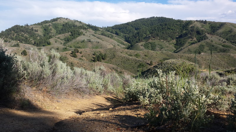 Looking down Orchard Gulch Trail